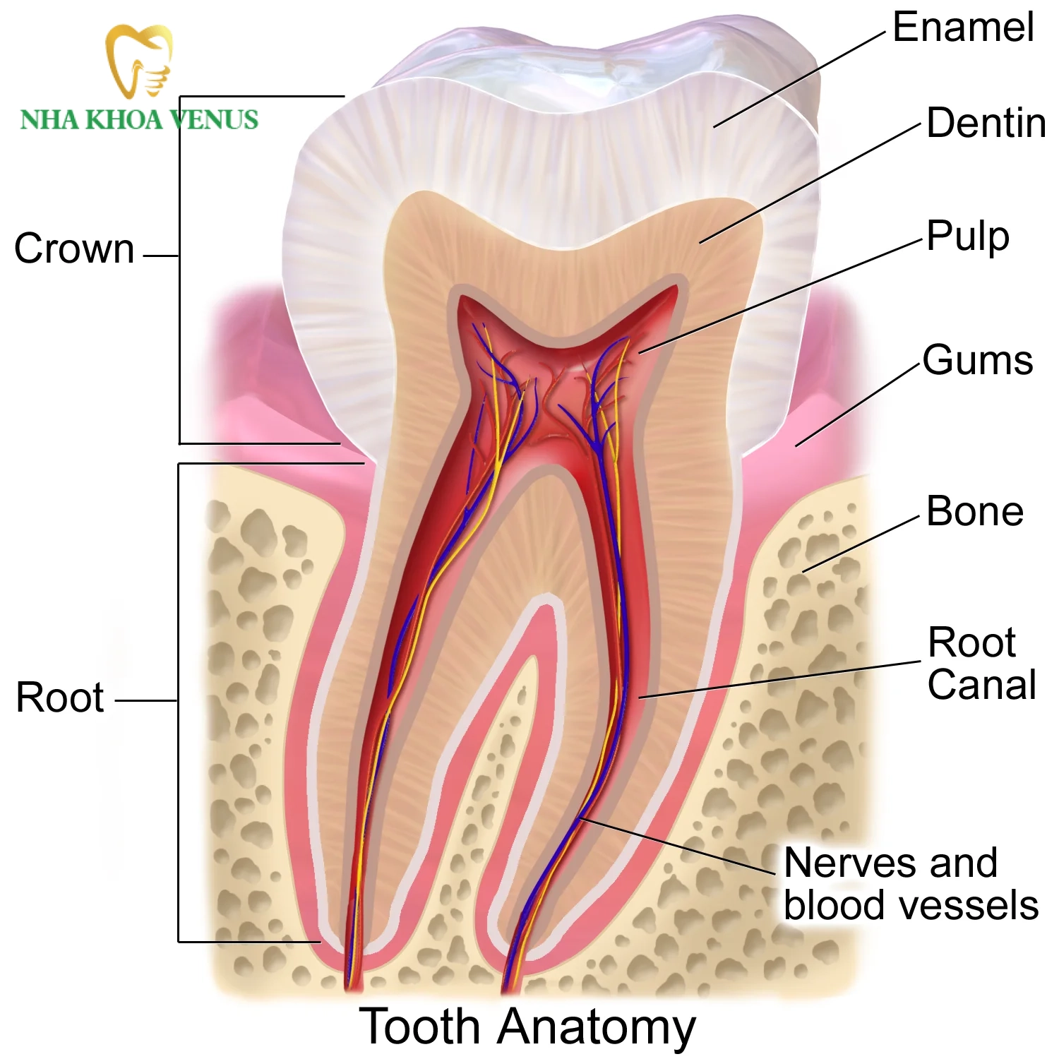 Chữa răng bị lộ ngà: Dấu hiệu, nguyên nhân và cách điều trị 6 sơ đồ cấu trúc giải phẫu men răng ngà răng và các ống ngà thông với tủy